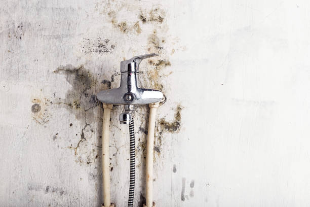 Best Mold Remediation for Schools in Knoxvle, IL