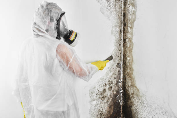 Best Basement Mold Remediation in Knoxvle, IL