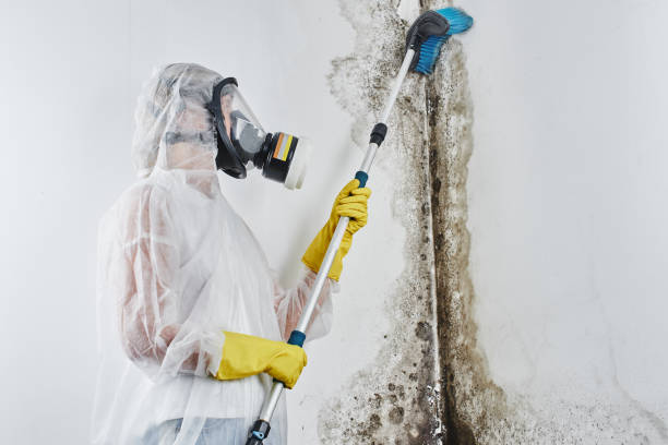 Best Residential Mold Remediation in Knoxvle, IL