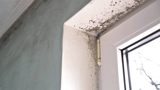  Knoxvle, IL Mold Removal Pros