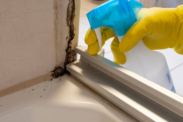 Best Insurance-Related Mold Remediation in Knoxvle, IL