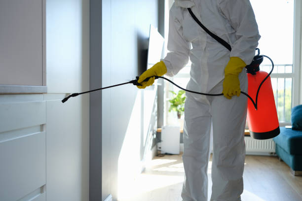 Best Insurance-Related Mold Remediation in Knoxvle, IL