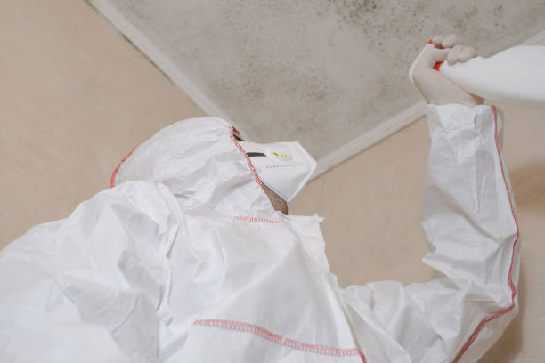 Best Kitchen Mold Remediation in Knoxvle, IL