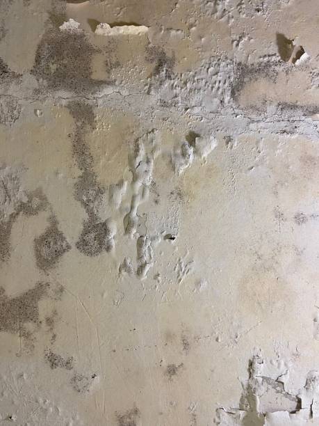  Knoxvle, IL Mold Removal Pros