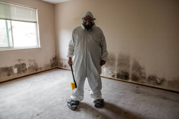 Best Industrial Mold Remediation in Knoxvle, IL