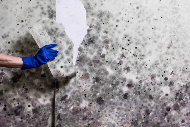 Best Preventive Mold Services in Knoxvle, IL