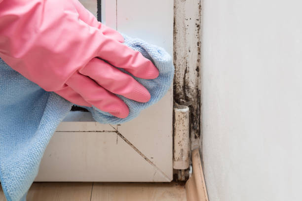 Best Commercial Mold Remediation in Knoxvle, IL