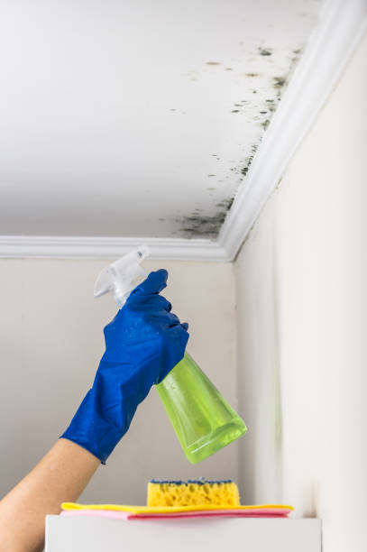 Best Emergency Mold Remediation in Knoxvle, IL