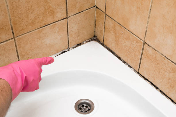 Best Mold Remediation for Specific Building Types in Knoxvle, IL